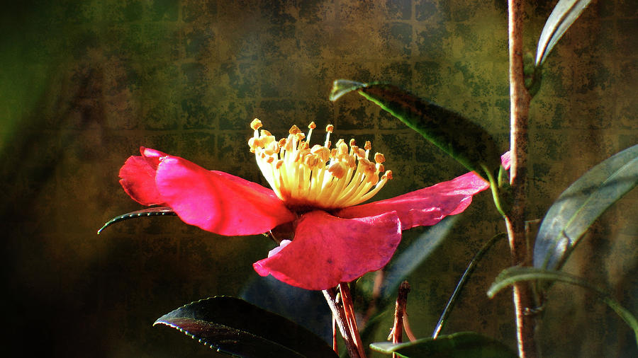 Flowers Still Life Photograph - Rhododendron In Bloom by Cathy Harper