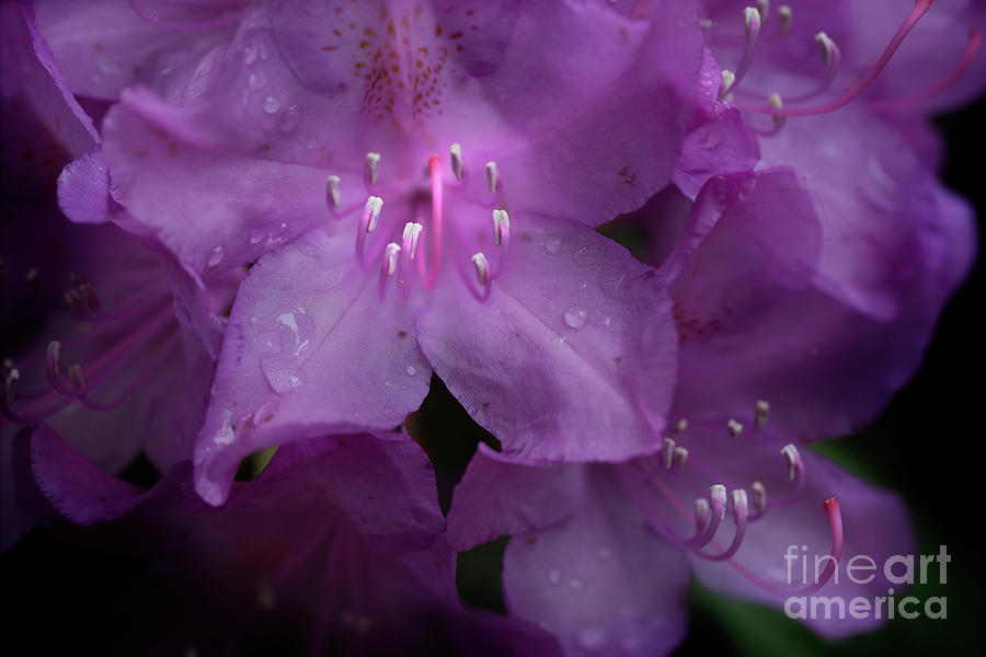 Rhododendron flower close up  #1 Photograph by Dan Friend