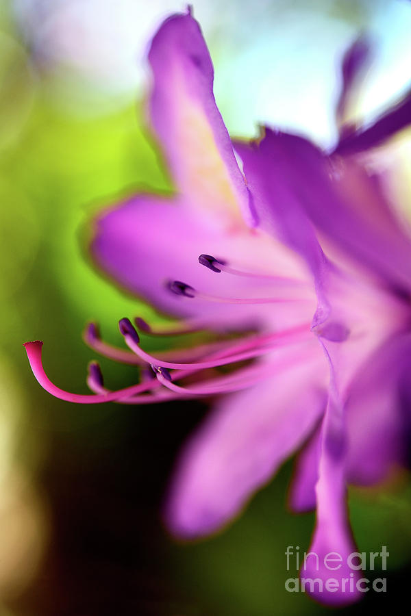Rhododendron Flower Magic #1 Photograph by Terry Elniski