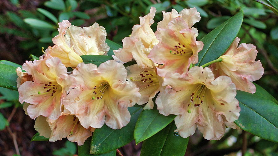 Rhododendron #3 Photograph by Harold Rau