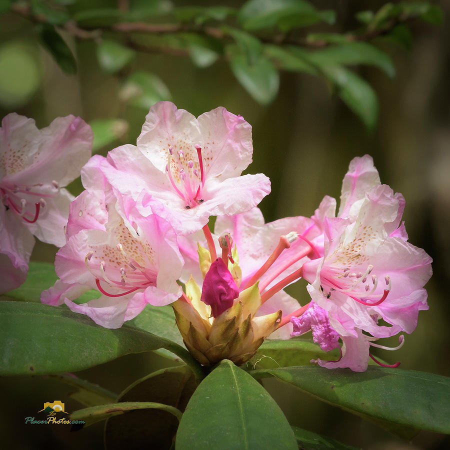 Rhododendron #1 Photograph by Jim Thompson