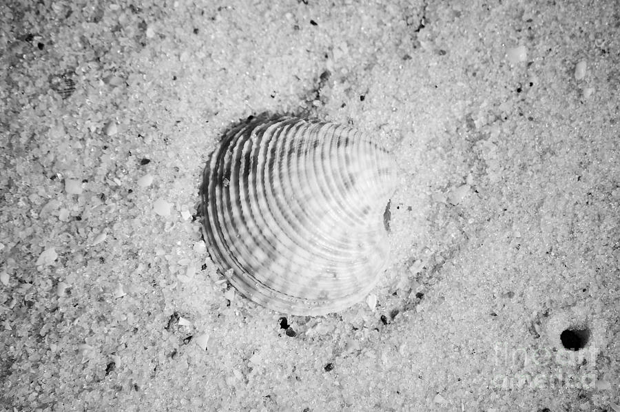 Ribbed Sea Shell in Fine Wet Sand Macro Black and White #1 Photograph by Shawn OBrien