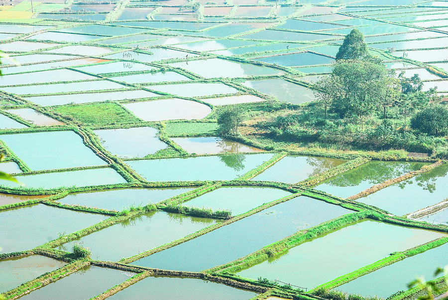 Rice fields scenery #1 Photograph by Carl Ning