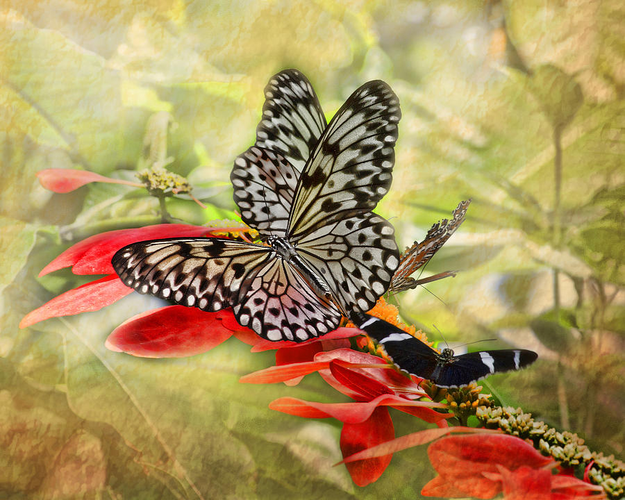 Butterfly Photograph - Rice Paper Butterflies #1 by TN Fairey