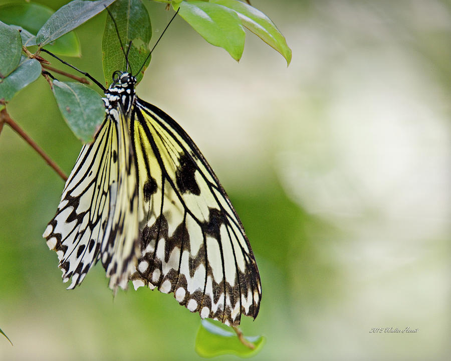 Rice Paper Butterfly 1 Photograph by Walter Herrit
