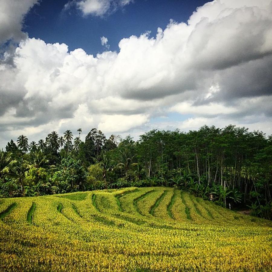Cool Photograph - Rice Terrace #1 by Arya Swadharma