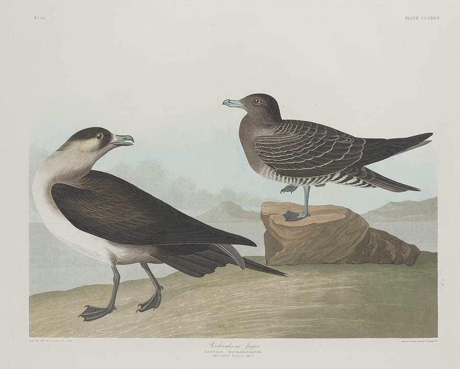 John James Audubon Drawing - Richardsons Jager #1 by Dreyer Wildlife Print Collections 