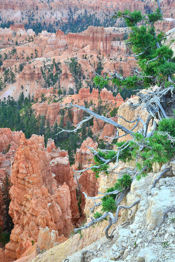 Rim Trail Inspiration #2 Photograph by Ray Mathis