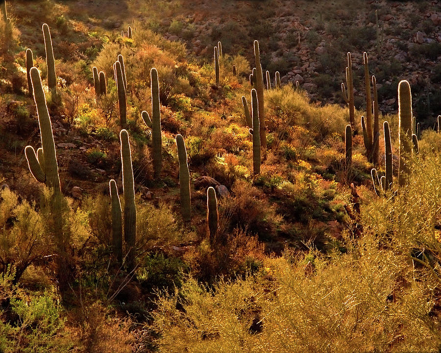 Rimlit Saguaro Forest Photograph by Crystal Garner - Fine Art America