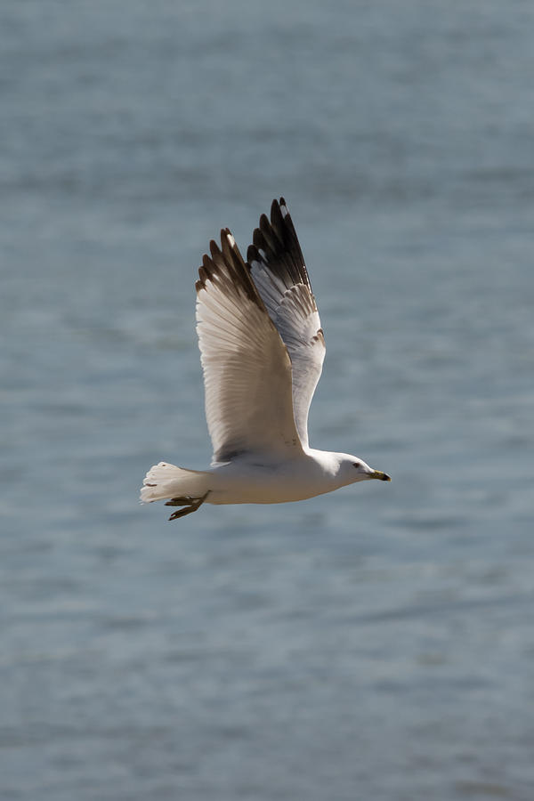 Ring-Billed Gull  Photograph by Holden The Moment