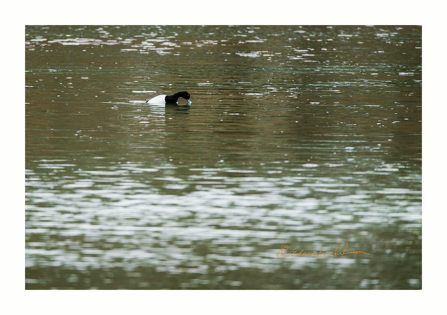 Ring-necked Duck Diving #1 Photograph by Ed Peterson