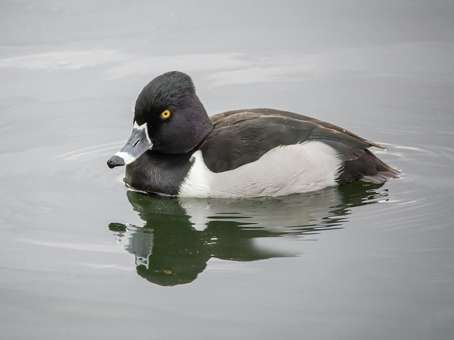 Duck Photograph - Ring-necked Duck #1 by Tam Ryan