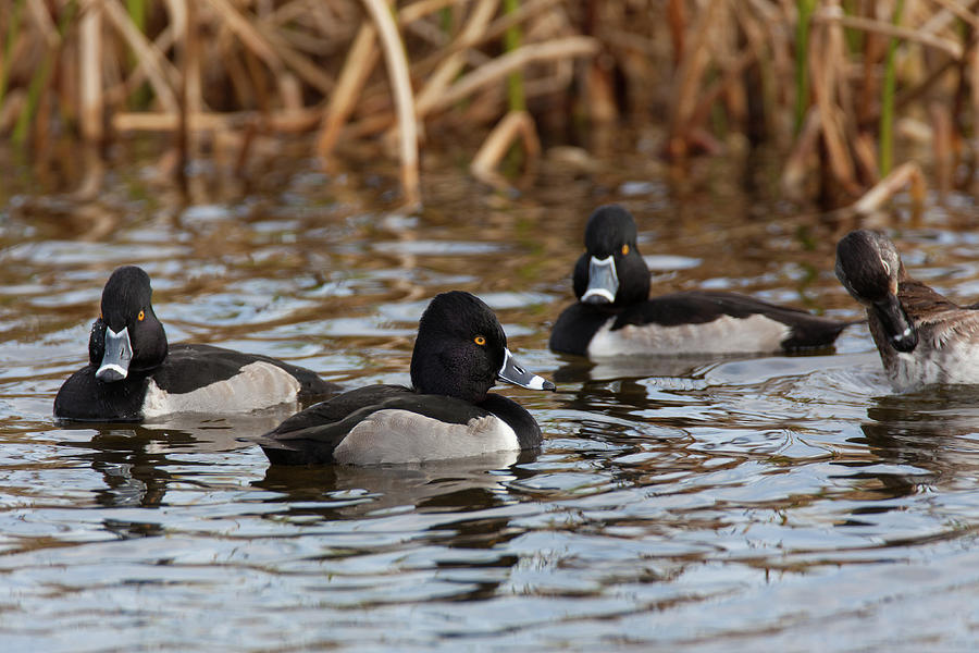 Ring-necked Ducks #1 Photograph by David Watkins