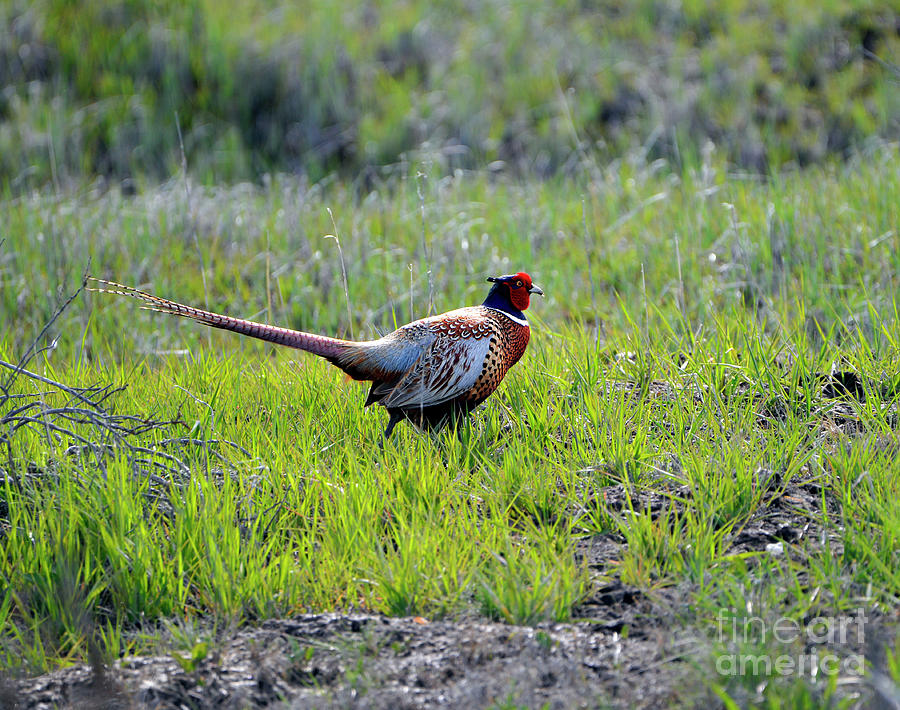 Ring-necked Pheasant - In the Field Photograph by Denise Bruchman