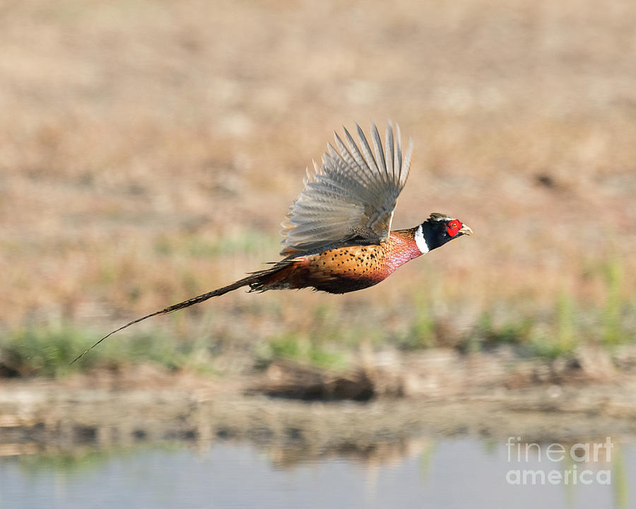 Pheasant Photograph - Ring Necked Pheasant on the Wing #1 by Dennis Hammer