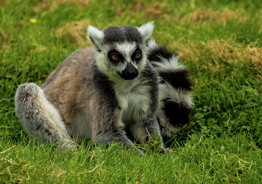 Ring tail lemur #1 Photograph by Ed James