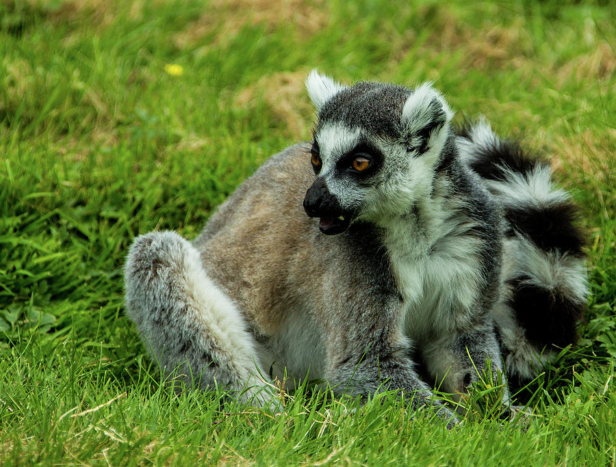 Ring tailed lemur #1 Photograph by Ed James