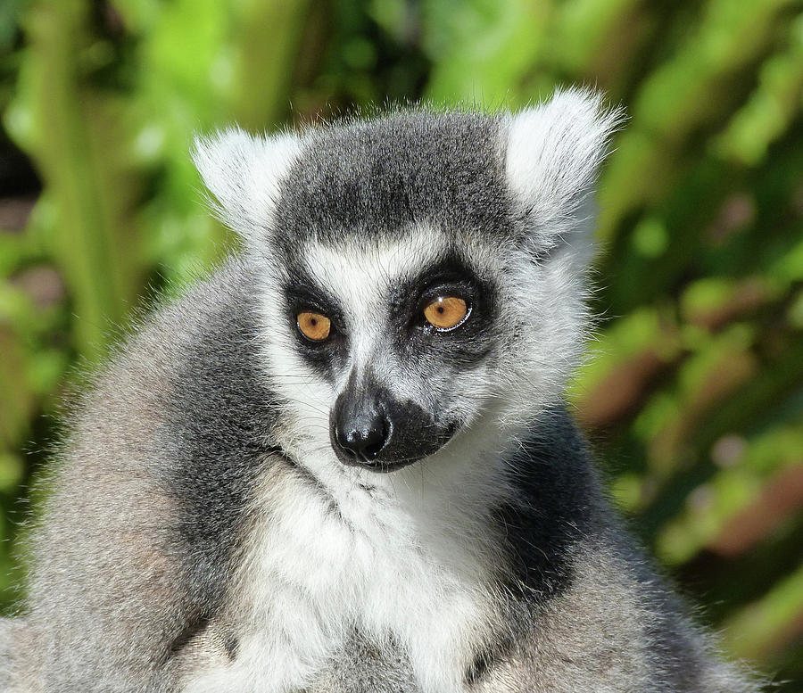 Ring-tailed Lemur In Sunlight Photograph by Margaret Saheed