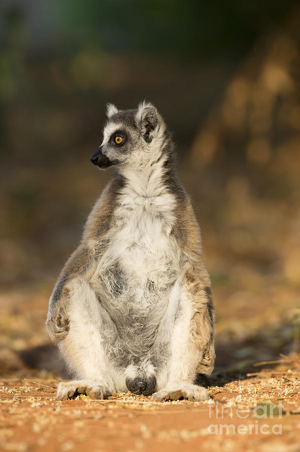 Ring-tailed Lemur #1 Photograph by Tony Camacho