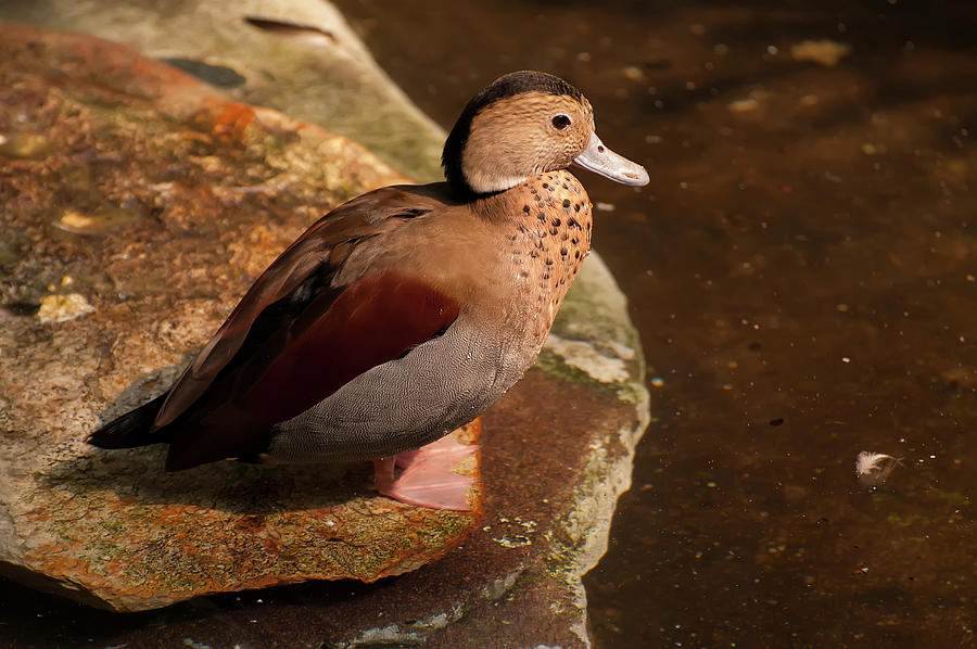 Ringed Teal On A Rock Photograph by Flees Photos