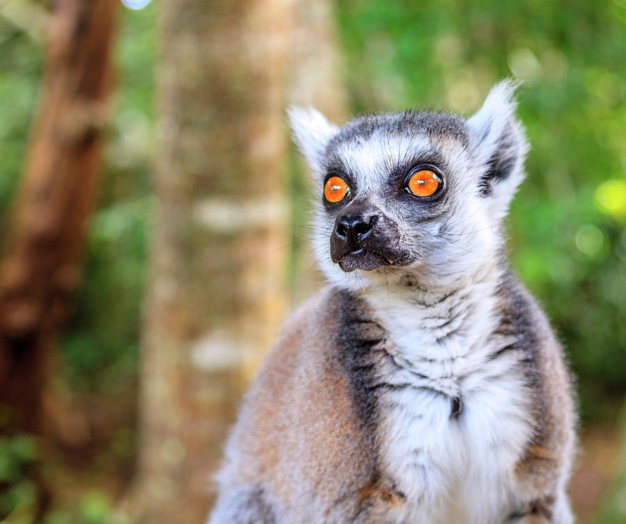 Ringtail Lemur #1 Photograph by Alexey Stiop