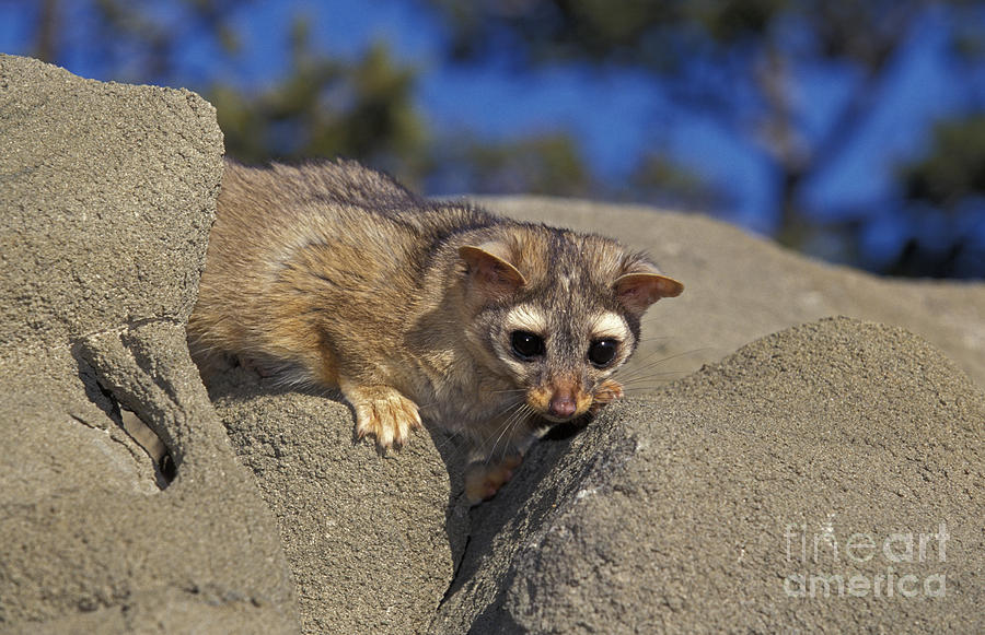 Ringtail Or Ring-tailed Cat #1 Photograph by Gerard Lacz