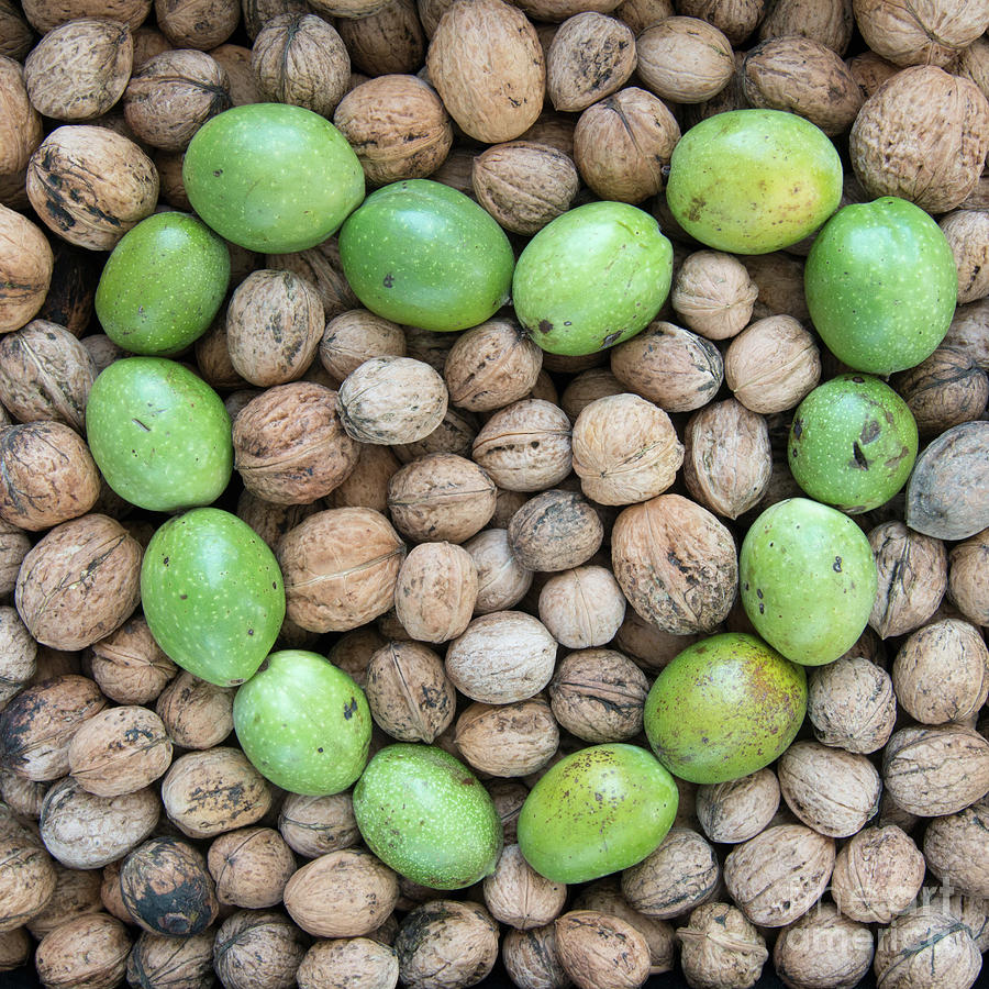 Ripe and unripe walnuts #2 Photograph by Michal Boubin
