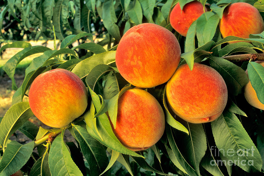 Ripe Peaches #1 Photograph by Inga Spence