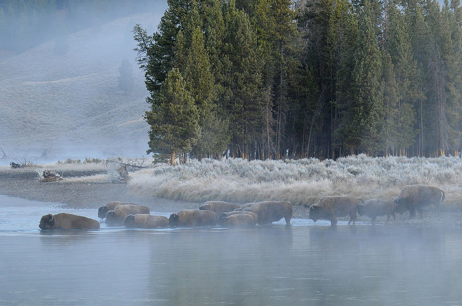 Yellowstone National Park Photograph - River Crossing #1 by Sandy Sisti