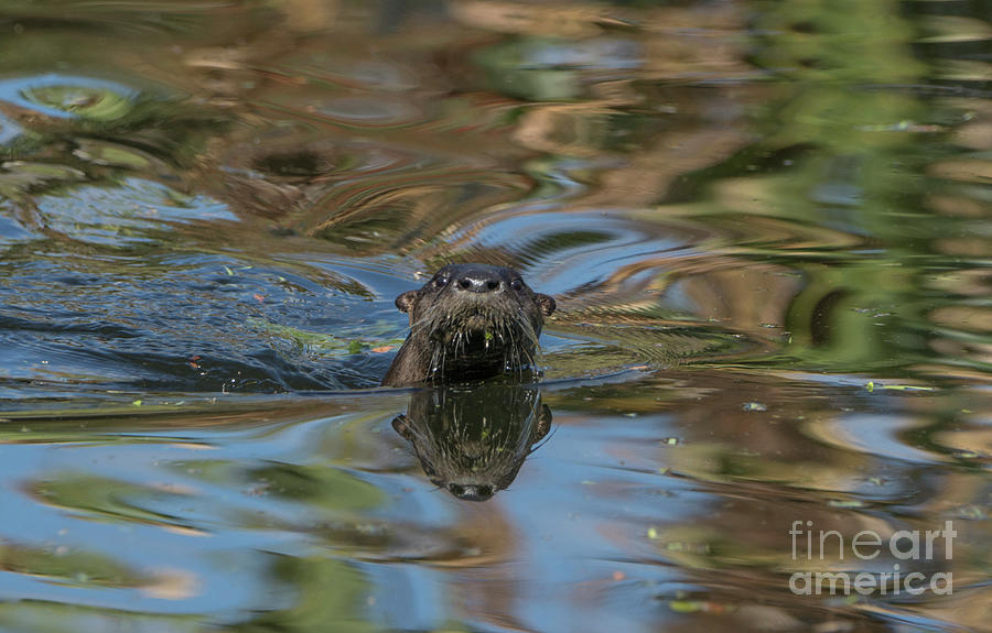 River Otter #1 Photograph by Brian Kamprath River Otter #1 Photograph by Brian Kamprath