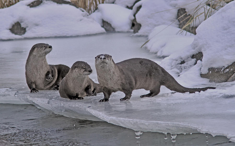 River otters #1 Photograph by Gary Wing