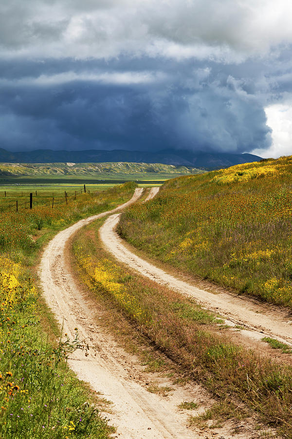 Road Through the Wildflowers #1 Photograph by Rick Pisio