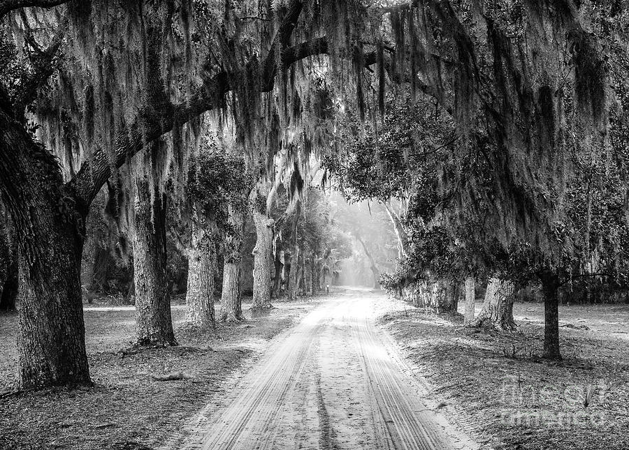 Road to Dungeness Cumberland Island Georgia #1 Photograph by Dawna Moore Photography