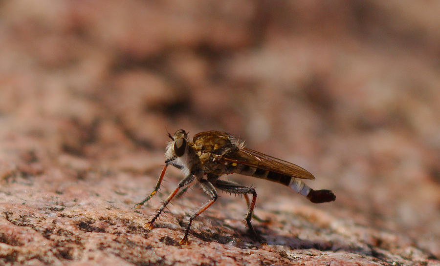 Robber fly Photograph by James Smullins