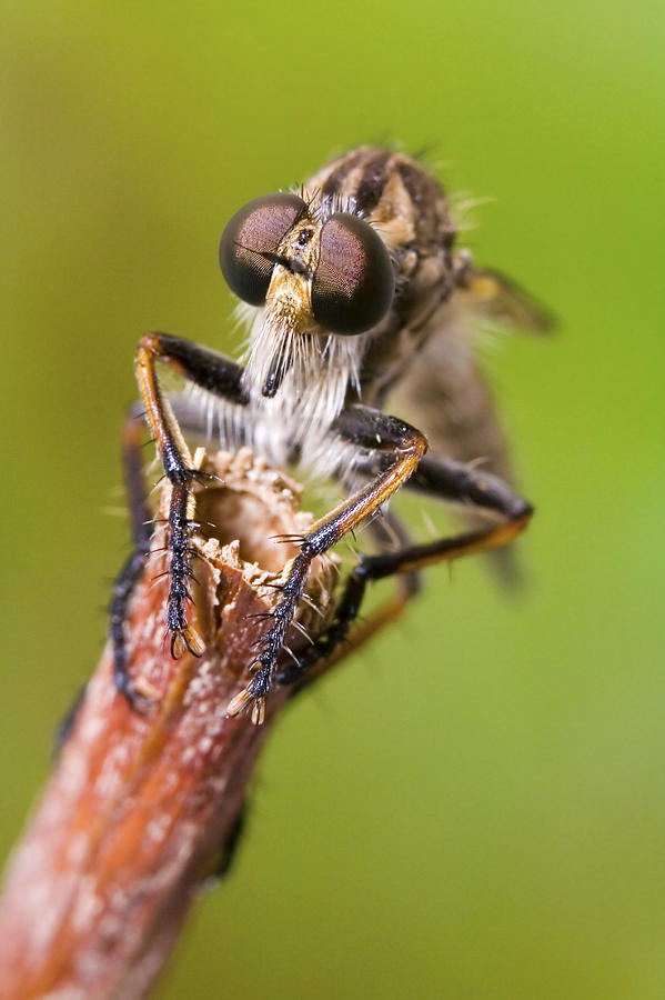 Wildlife Photograph - Robberfly #1 by Andre Goncalves