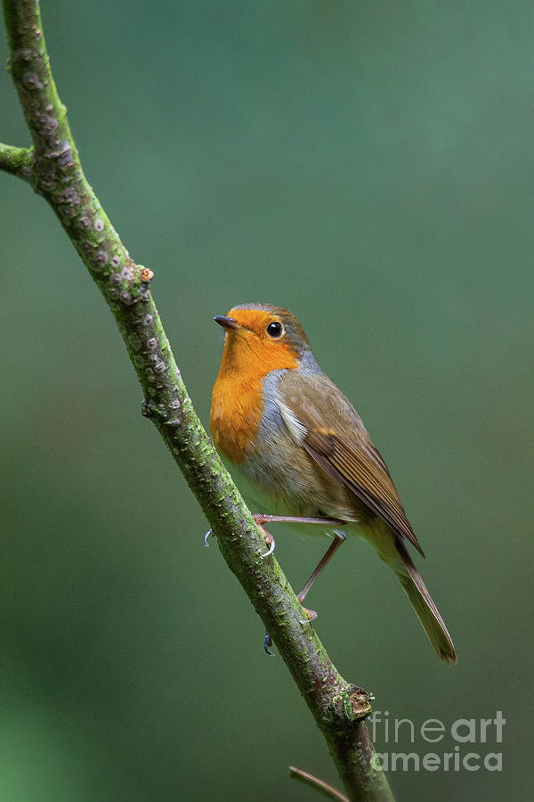 Robin in a tree #1 Photograph by Shaun Wilkinson - Pixels