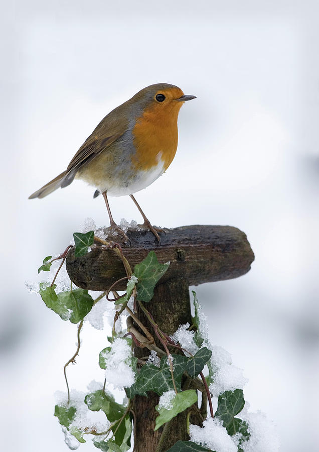 Robin In The Snow Photograph By Anthony Dudley Fine Art America