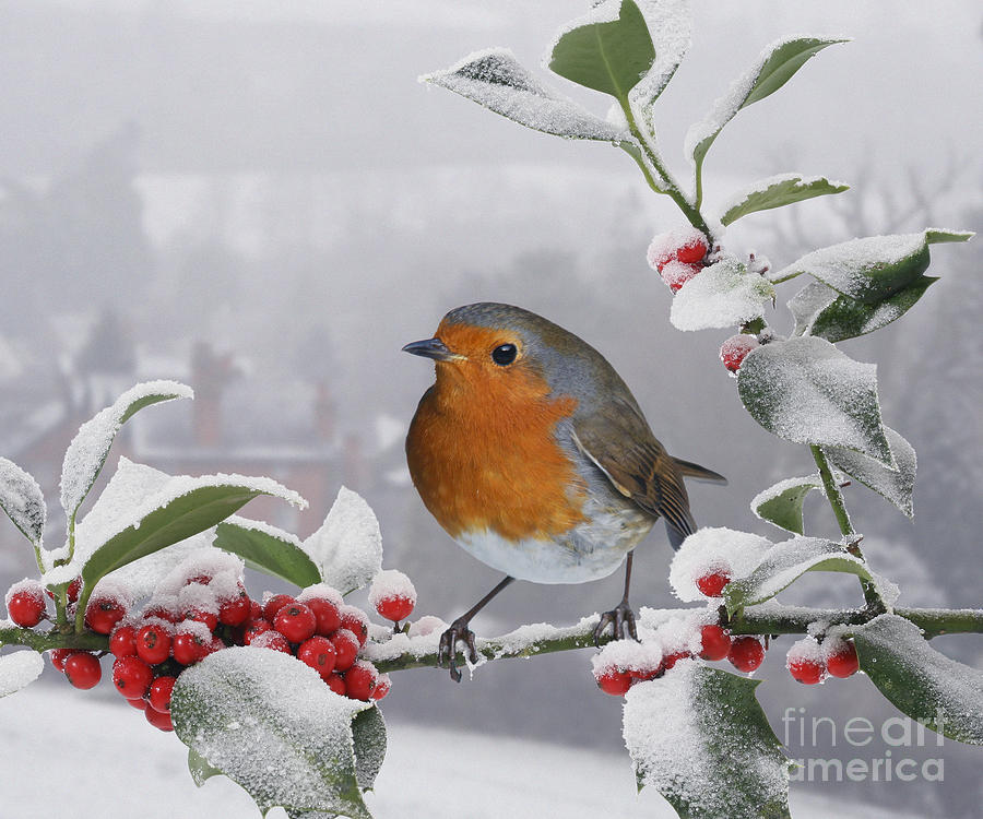Robin on snowy Holly berries Photograph by Warren Photographic