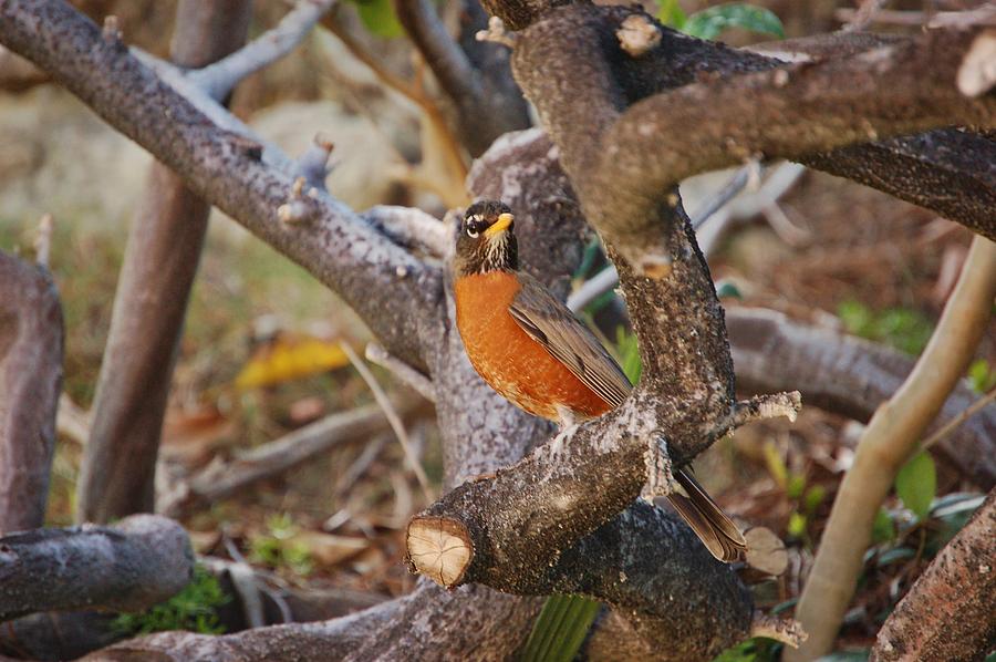 Robin on Cut Down Tree Branch Photograph by Linda Brody