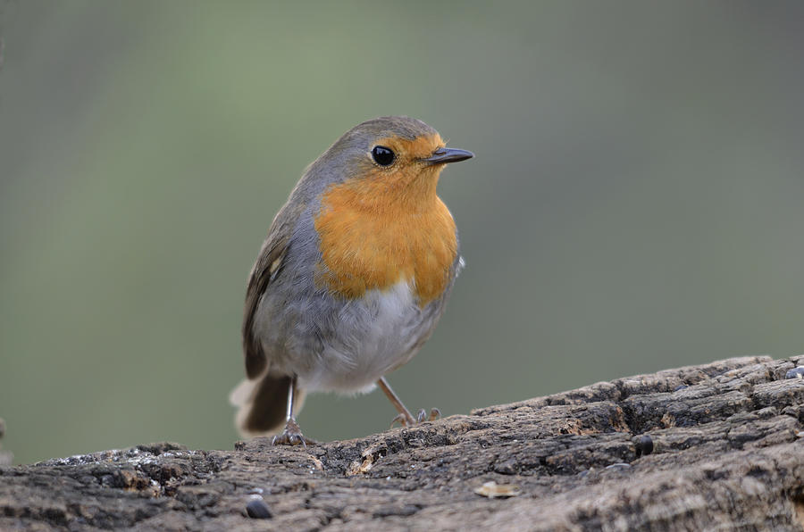 Robin #2 Photograph by Perry Van Munster