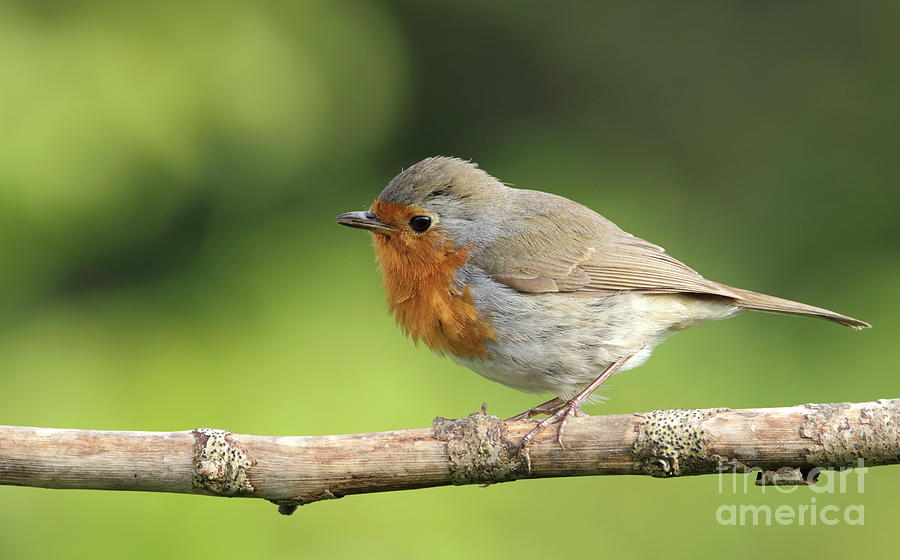 Robin #1 Photograph by Peter Skelton