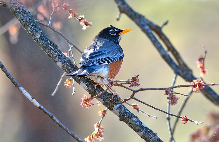 Bird Photograph - Robin #1 by Todd Hostetter