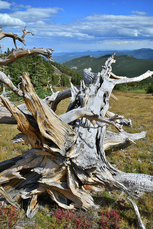 Rocket Bristlecone #2 Photograph by Ray Mathis