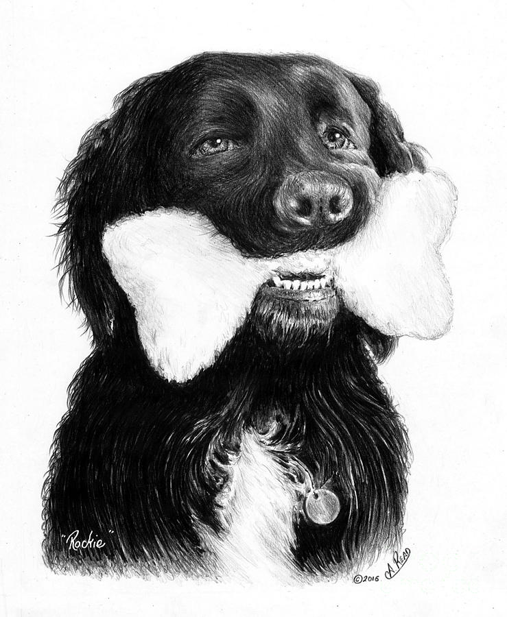 Rockie  #1 Drawing by Andrew Read