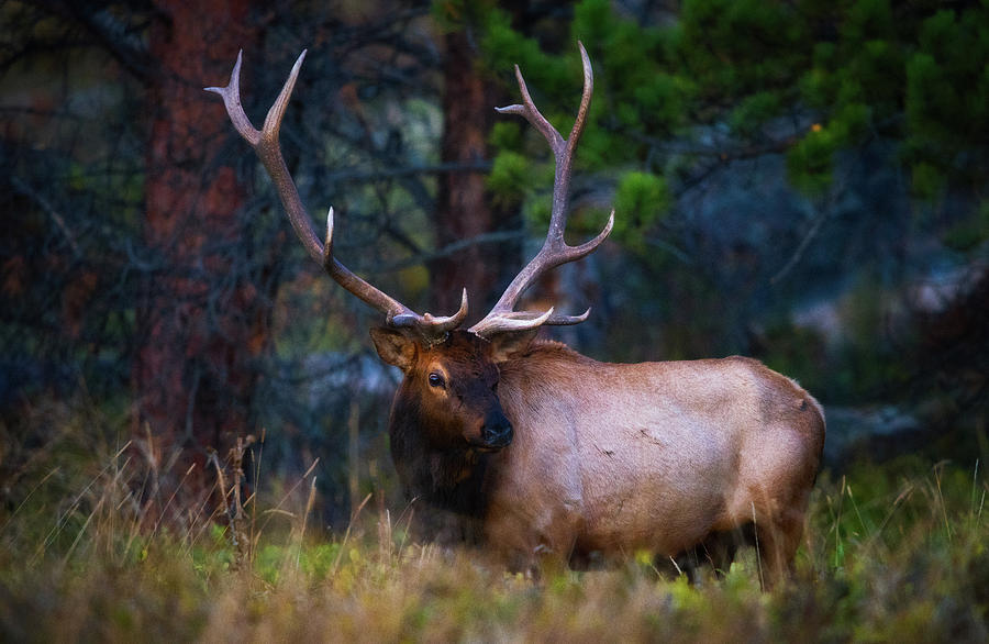 Rocky Mountain Elk Photograph by Darren White | Fine Art America