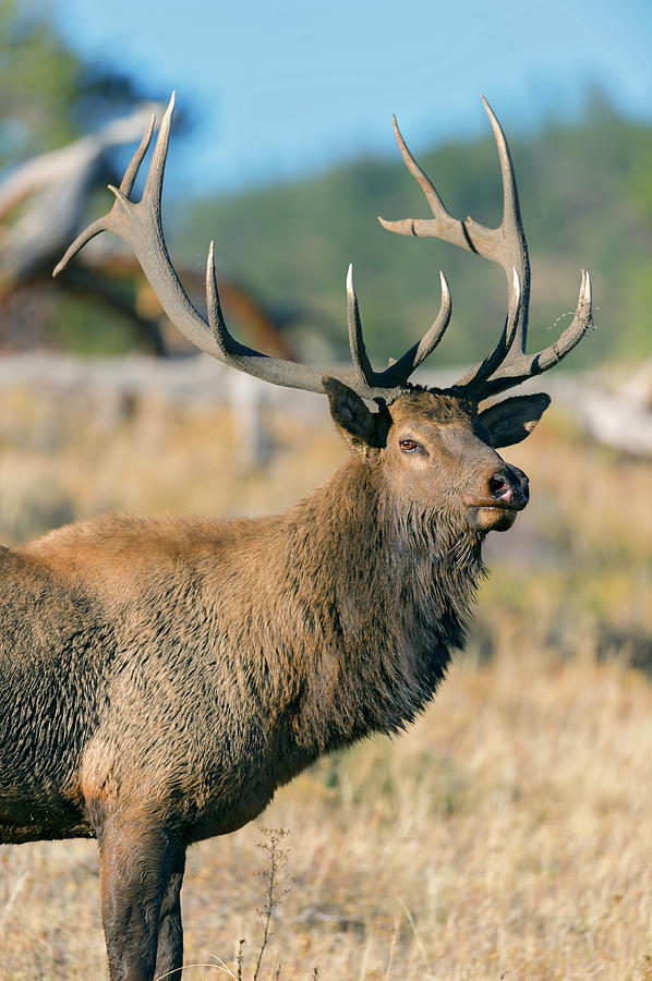 Bull Photograph - Rocky Mountain Elk #1 by Gary Langley