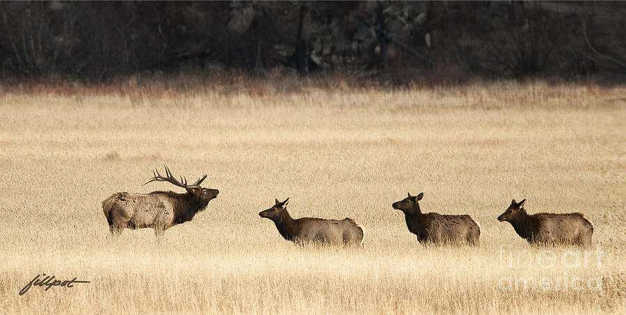 Rocky Mountain National Park Photograph - Rocky Mountain Elk #1 by Bon and Jim Fillpot