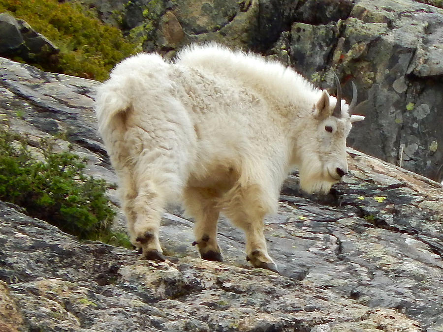 Rocky Mountain Goat #2 Photograph by Dan Miller