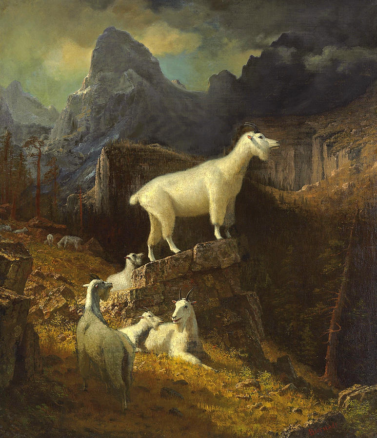 Rocky Mountain Goats #5 Painting by Albert Bierstadt