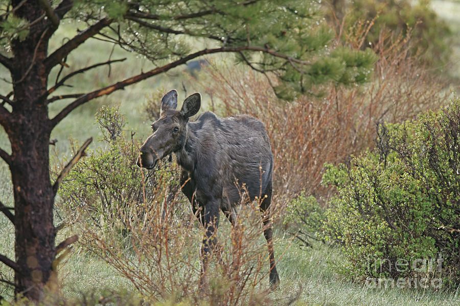 Rocky Mountain Moose #1 Photograph by Natural Focal Point Photography
